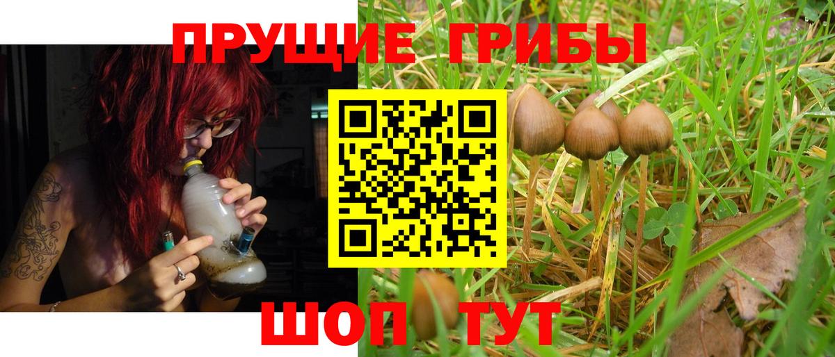 Северск  наркота  Псилоцибиновые грибы Psilocybine cubensis  Вход с VPN  Галлюциногенные грибы Psilocybine cubensis 